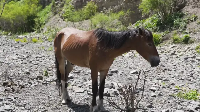 Video thumbnail for HORSE MEAT Grilled Cheese Sandwich in Kazakhstan(720P 60FPS)