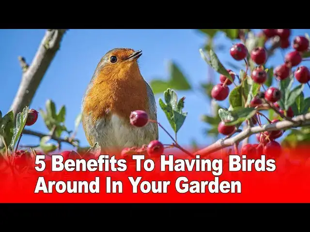 Video thumbnail for 5 Benefits to Having Birds Around in Your Garden 🐦🌿