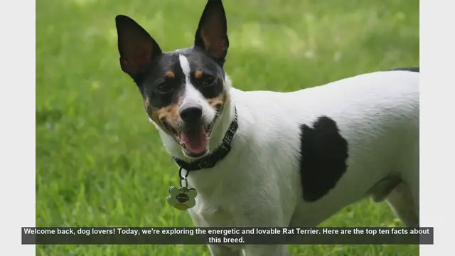 Video thumbnail for Top 10 Facts About Rat Terriers: Energetic and Lovable Companions