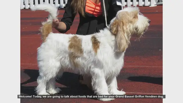 Video thumbnail for Foods to Avoid for Your Grand Basset Griffon Vendéen