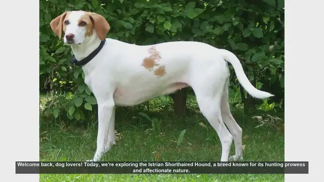 Video thumbnail for Istrian Shorthaired Hound: Pros and Cons of This Unique Breed