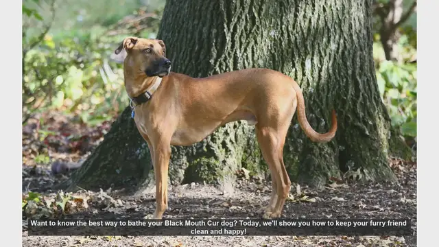 Video thumbnail for How to Bathe Your Black Mouth Cur: Step-by-Step Guide