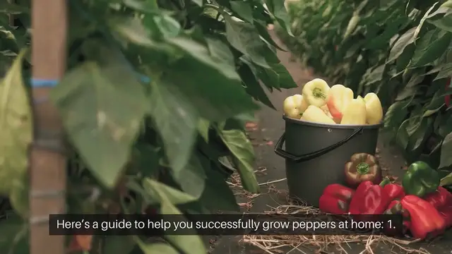 Video thumbnail for How To Grow Peppers At Home