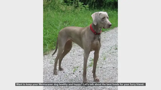 Video thumbnail for Top Foods to Keep Your Weimaraner Healthy and Happy