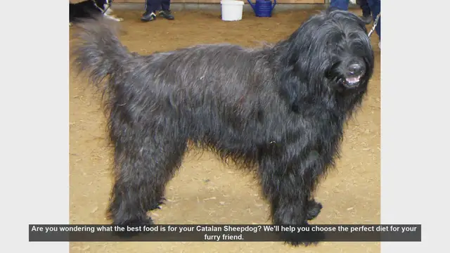 Video thumbnail for Best Diet Tips for Your Catalan Sheepdog