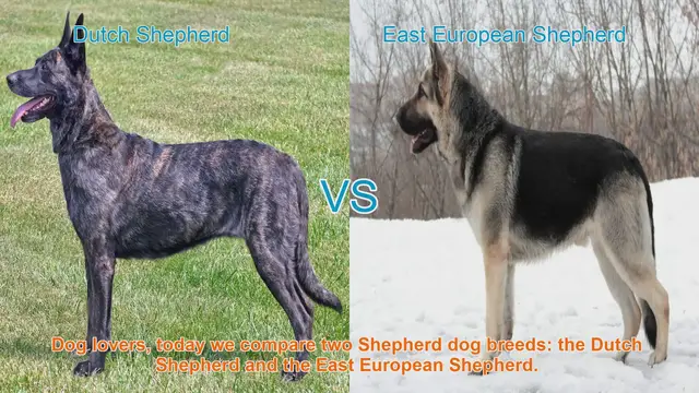 Video thumbnail for Dutch Shepherd vs. East European Shepherd: A Comparison of Two Loyal Breeds