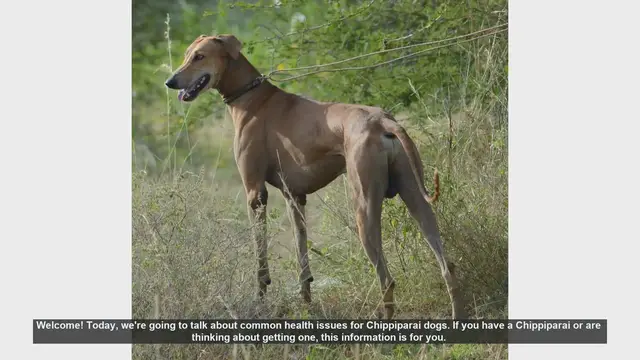 Video thumbnail for Common Health Issues in Chippiparai Dogs: What You Need to Know