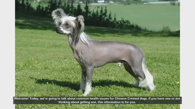 Video thumbnail for Common Health Issues in Chinese Crested Dogs: What You Need to Know