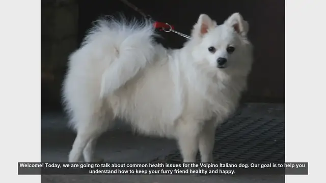 Video thumbnail for Common Health Issues in Volpino Italiano Dogs: Tips for a Healthy Pet