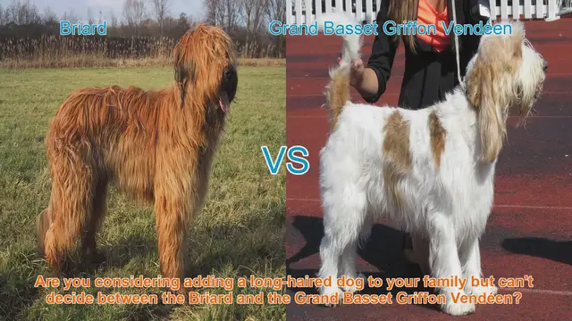 Video thumbnail for Briard vs. Grand Basset Griffon Vendéen: A Detailed Breed Comparison