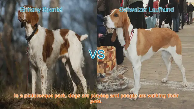 Video thumbnail for Comparing Brittany Spaniel and Schweizer Laufhund: A Comprehensive Guide