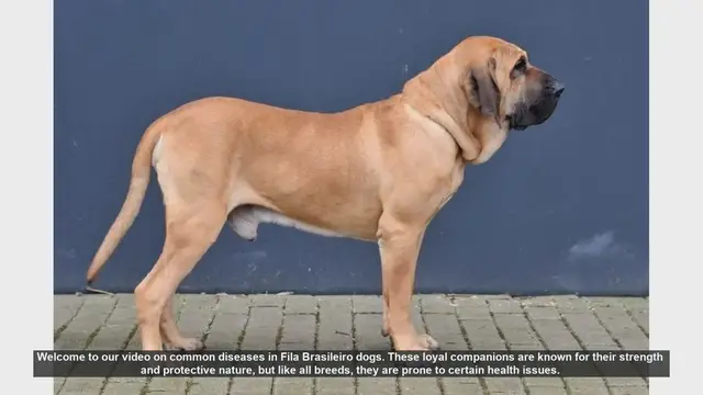 Video thumbnail for Common Health Issues in Fila Brasileiro Dogs: Prevention and Care