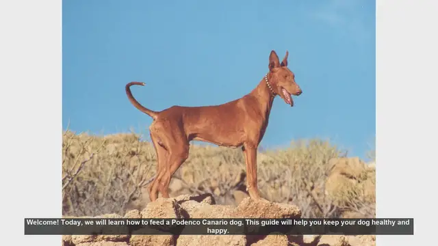 Video thumbnail for How to Feed Your Podenco Canario: A Complete Guide
