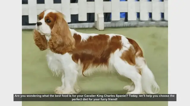 Video thumbnail for Best Diet Tips for Your Cavalier King Charles Spaniel