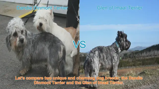 Video thumbnail for Comparing Dandie Dinmont Terrier and Glen of Imaal Terrier: Origins, Appearance, and Temperament