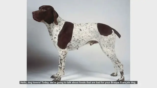 Video thumbnail for Dangerous Foods for Your Braque Français Dog: What to Avoid