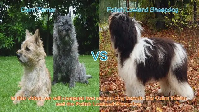 Video thumbnail for Cairn Terrier vs. Polish Lowland Sheepdog: A Breed Comparison