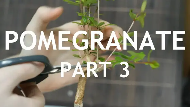 Video thumbnail for Pomegranate Bonsai, from seed, in a Blue pot. 3