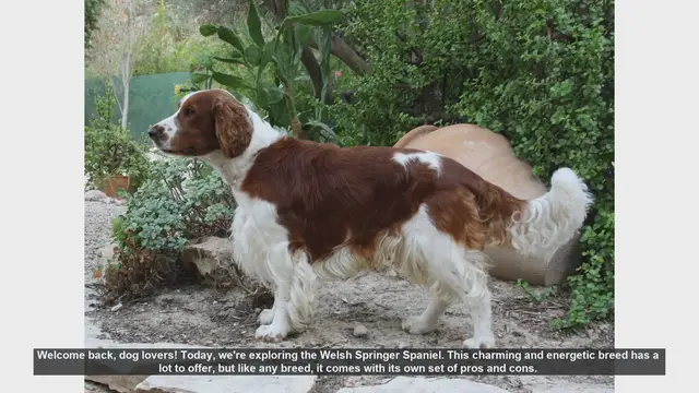 Video thumbnail for Welsh Springer Spaniel: Pros and Cons of This Energetic Breed