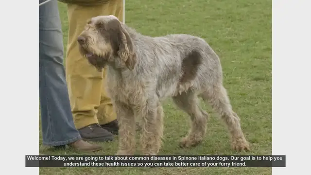Video thumbnail for Common Health Issues in Spinone Italiano Dogs: What You Need to Know