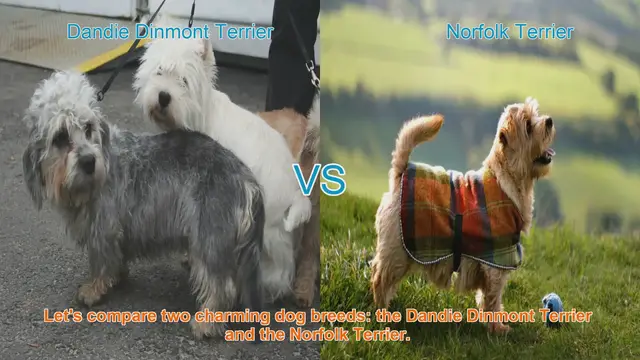 Video thumbnail for Comparing Dandie Dinmont Terrier and Norfolk Terrier: Key Differences and Similarities