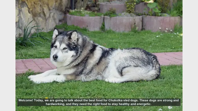 Video thumbnail for Best Diet for Chukotka Sled Dogs: Keep Them Strong and Energetic
