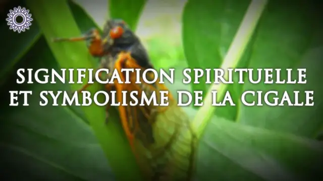 Video thumbnail for 🦗 SIGNIFICATION SPIRITUELLE ET SYMBOLISME DE LA CIGALE