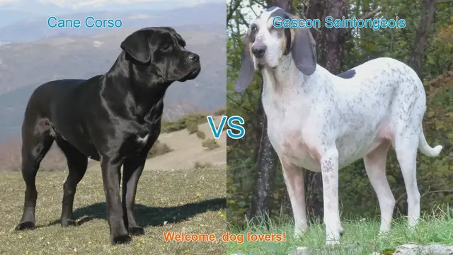 Video thumbnail for Cane Corso vs. Gascon Saintongeois: A Comparison of Two Remarkable Dog Breeds