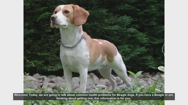 Video thumbnail for Common Health Problems in Beagle Dogs: What You Need to Know