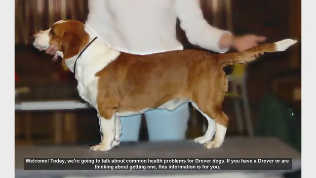Video thumbnail for Common Health Problems in Drever Dogs and How to Manage Them