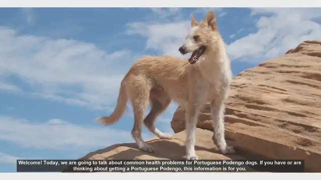 Video thumbnail for Common Health Issues in Portuguese Podengo Dogs