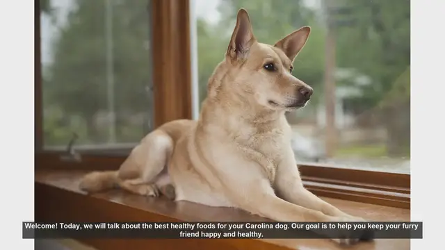 Video thumbnail for Top Healthy Foods for Your Carolina Dog