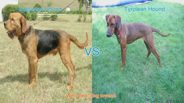 Video thumbnail for Bulgarian Hound vs. Tyrolean Hound: A Comparison of Two Remarkable Breeds