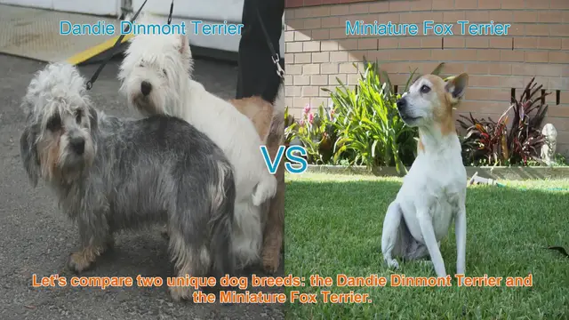 Video thumbnail for Comparing Dandie Dinmont Terrier vs. Miniature Fox Terrier: Breed Breakdown