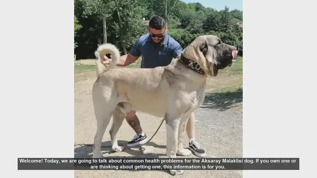 Video thumbnail for Common Health Problems in Aksaray Malaklisi Dogs