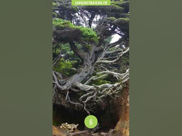 Video thumbnail for 10 photos qui prouvent que la nature a toujours le dernier mot