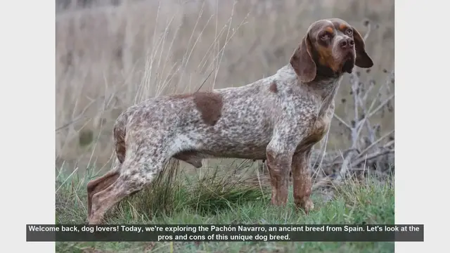Video thumbnail for Pachón Navarro: Pros and Cons of This Unique Spanish Dog Breed
