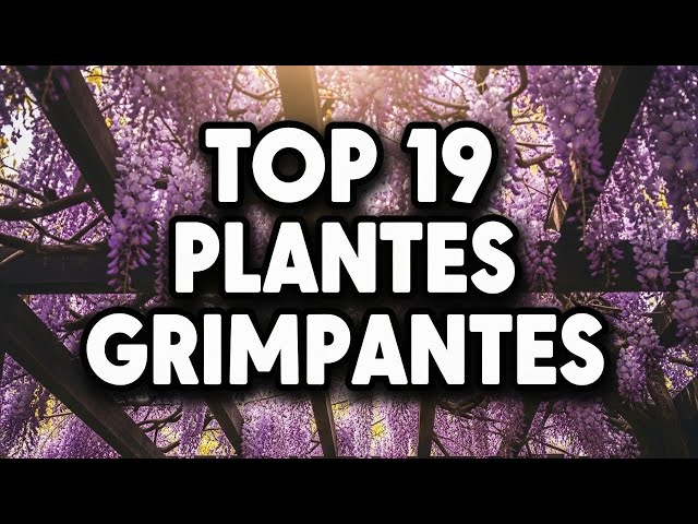 Video thumbnail for Comment Habiller une Pergola ? Le Guide des 19 Plus Belles Grimpantes