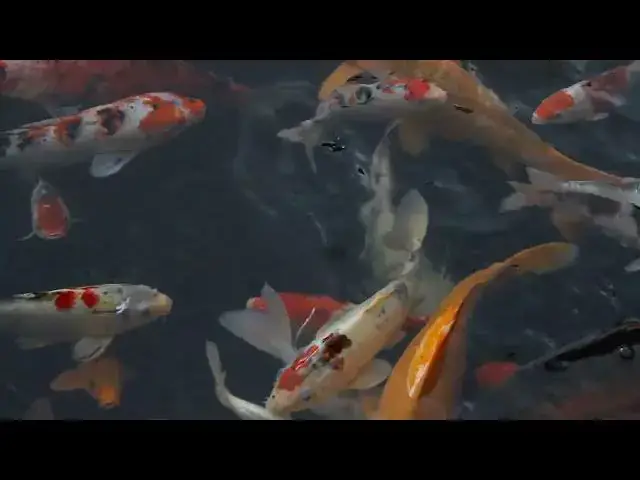 Video thumbnail for Koi Fish Head Size: A Key Factor in Judging