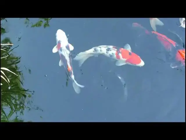 Video thumbnail for How Pond Design Affects Koi Fish Growth