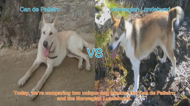 Video thumbnail for Can de Palleiro vs. Norwegian Lundehund: A Comparative Guide