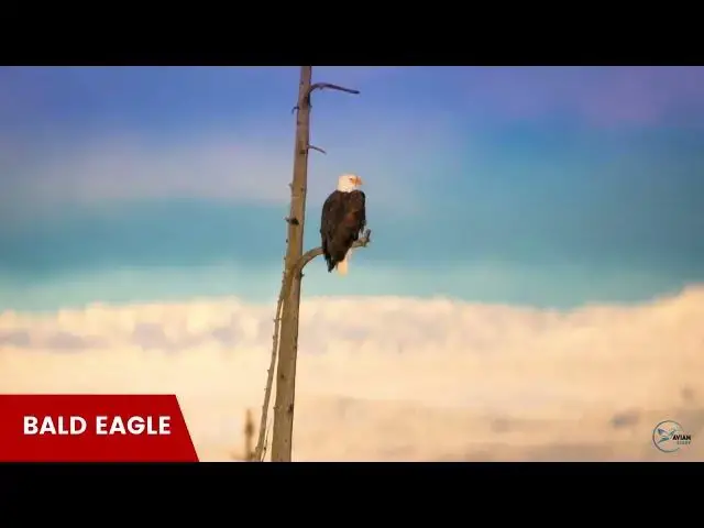 Video thumbnail for Eagles in Virginia: A Close-up Look at These Majestic Birds