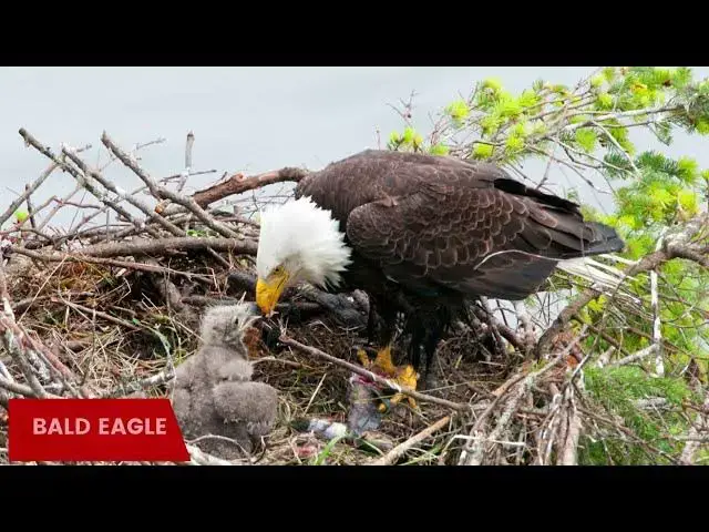 Video thumbnail for The Beautiful Eagles of Texas' Coastal Plains