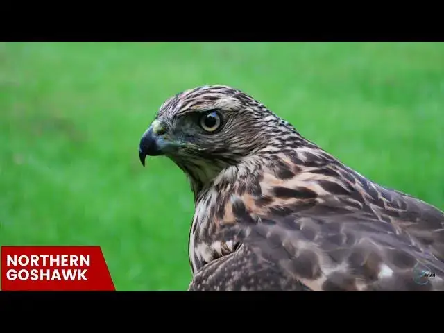 Video thumbnail for Hawks in Massachusetts: Winged Sentries of the Bay State