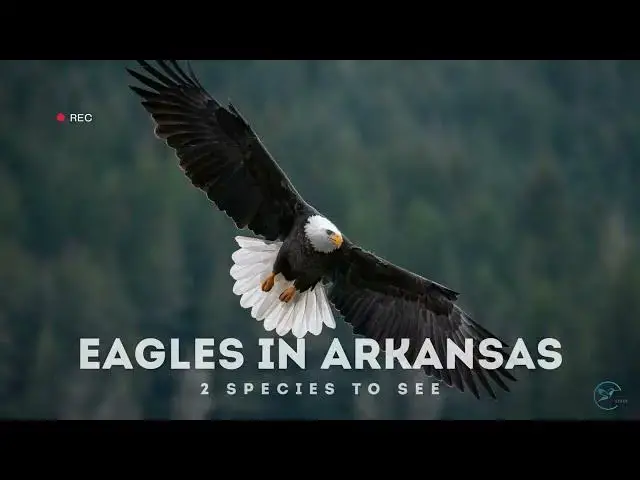 'Video thumbnail for Eagles in Arkansas: A Closer Look'