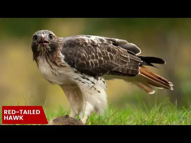 'Video thumbnail for Hawks in Maine: Feathered Wardens of the Pine Tree State'