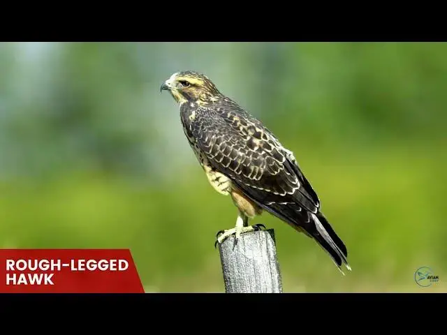 Video thumbnail for Hawks in Michigan: Sky Sovereigns of the Great Lakes State