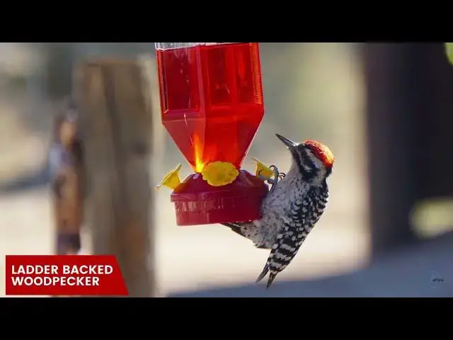 Video thumbnail for The Woodpeckers of Arizona: An Insight into Their Lives and Habitats