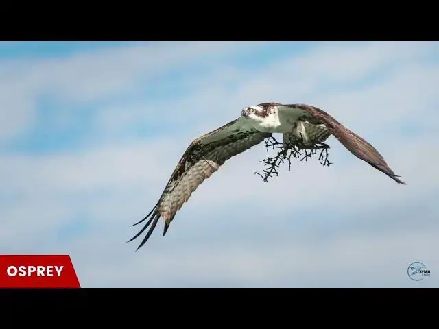 Video thumbnail for Hawks in Maryland: Sky Guardians of the Old Line State