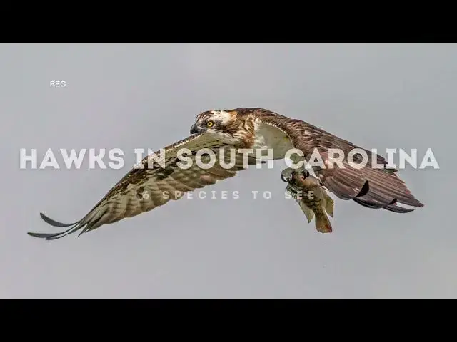 'Video thumbnail for Hawks in South Carolina: Feathered Guardians of the Palmetto State'